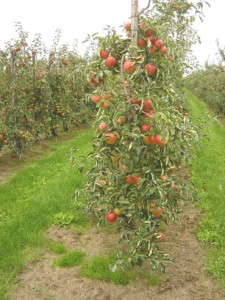appelboomgaard