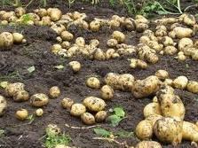 aardappelen modder