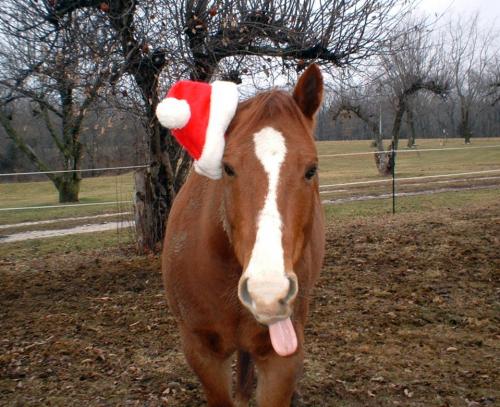 Paardenfreak Chigitta bezoekt tijdens kerst de paardenshow