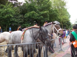 zomermarkt ter reede 2013 blog paarden