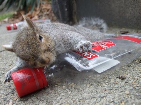 eekhoorn dronken